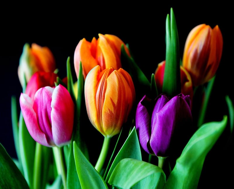 Colorful arrangements