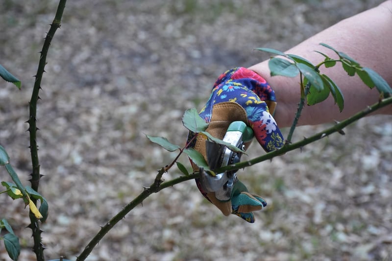 Pruning and trimming guidance