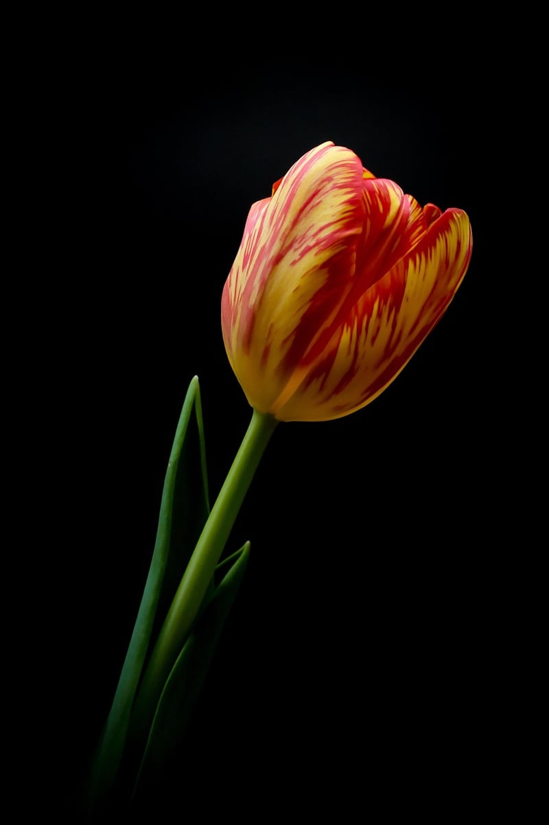Vertical vs. traditional gardening